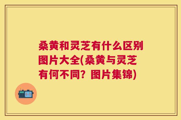 桑黄和灵芝有什么区别图片大全(桑黄与灵芝有何不同?图片集锦) 桑黄和灵芝有什么区别图片大全(桑黄与灵芝有何不同?图片集锦)