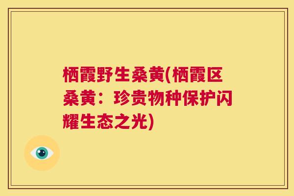栖霞野生桑黄(栖霞区桑黄:珍贵物种保护闪耀生态之光) 栖霞野生桑黄(栖霞区桑黄:珍贵物种保护闪耀生态之光)