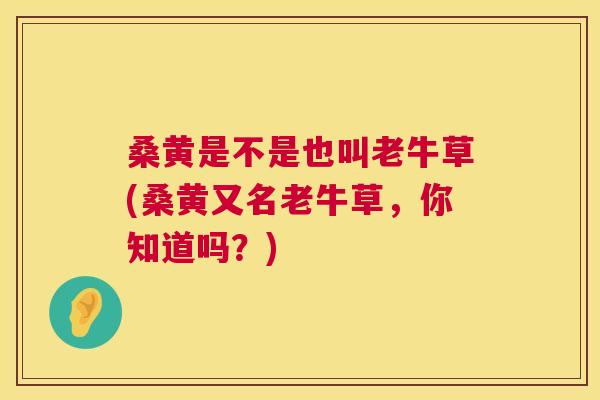 桑黄是不是也叫老牛草(桑黄又名老牛草,你知道吗?) 桑黄是不是也叫老牛草(桑黄又名老牛草,你知道吗?)