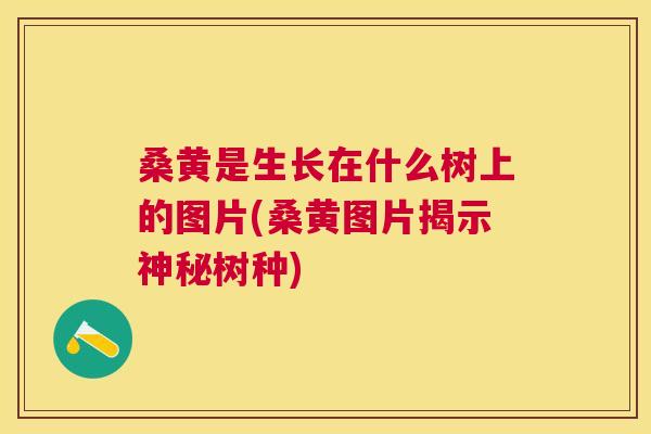 桑黄是生长在什么树上的图片(桑黄图片揭示神秘树种) 桑黄是生长在什么树上的图片(桑黄图片揭示神秘树种)