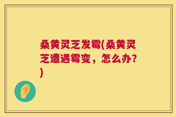 桑黄灵芝发霉(桑黄灵芝遭遇霉变,怎么办?) 桑黄灵芝发霉(桑黄灵芝遭遇霉变,怎么办?)