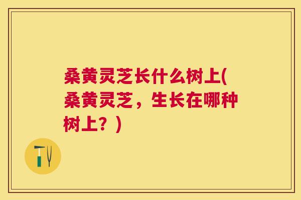 桑黄灵芝长什么树上(桑黄灵芝,生长在哪种树上?) 桑黄灵芝长什么树上(桑黄灵芝,生长在哪种树上?)