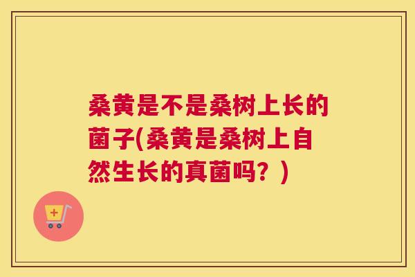 桑黄是不是桑树上长的菌子(桑黄是桑树上自然生长的真菌吗?) 桑黄是不是桑树上长的菌子(桑黄是桑树上自然生长的真菌吗?)