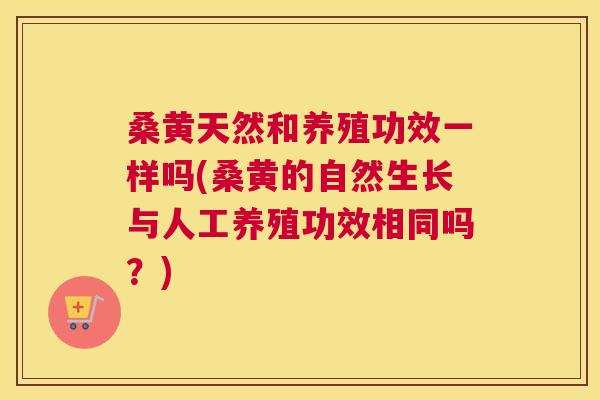 桑黄天然和养殖功效一样吗(桑黄的自然生长与人工养殖功效相同吗?) 桑黄天然和养殖功效一样吗(桑黄的自然生长与人工养殖功效相同吗?)