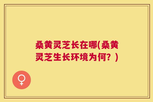桑黄灵芝长在哪(桑黄灵芝生长环境为何?) 桑黄灵芝长在哪(桑黄灵芝生长环境为何?)