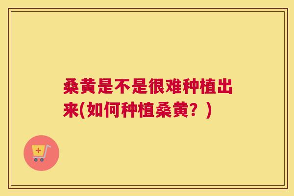 桑黄是不是很难种植出来(如何种植桑黄?) 桑黄是不是很难种植出来(如何种植桑黄?)