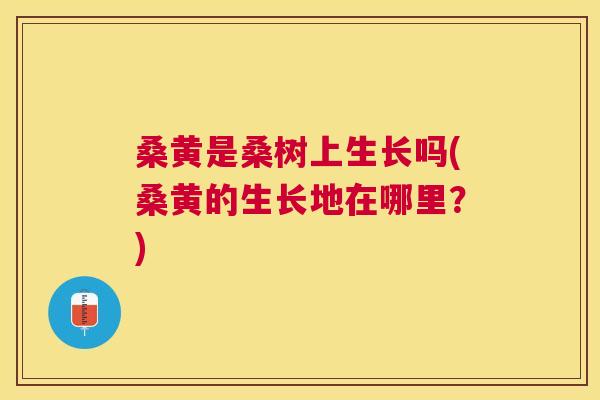 桑黄是桑树上生长吗(桑黄的生长地在哪里?) 桑黄是桑树上生长吗(桑黄的生长地在哪里?)