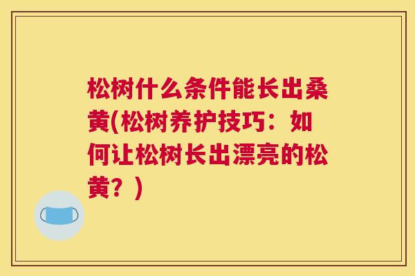 松树什么条件能长出桑黄(松树养护技巧:如何让松树长出漂亮的松黄?) 松树什么条件能长出桑黄(松树养护技巧:如何让松树长出漂亮的松黄?)