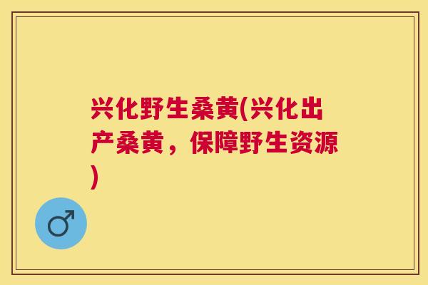 兴化野生桑黄(兴化出产桑黄,保障野生资源) 兴化野生桑黄(兴化出产桑黄,保障野生资源)