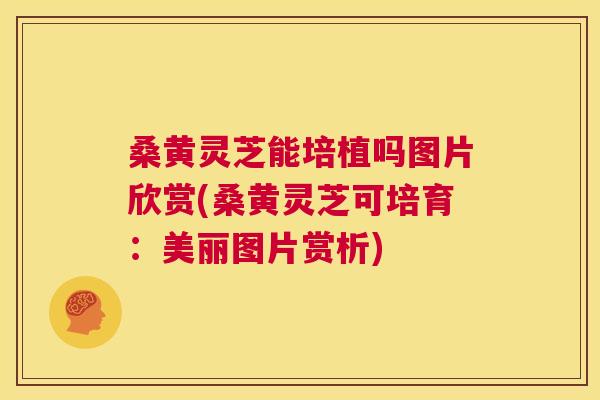 桑黄灵芝能培植吗图片欣赏(桑黄灵芝可培育:美丽图片赏析) 桑黄灵芝能培植吗图片欣赏(桑黄灵芝可培育:美丽图片赏析)
