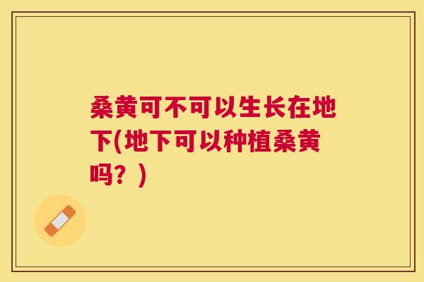 桑黄可不可以生长在地下(地下可以种植桑黄吗?) 桑黄可不可以生长在地下(地下可以种植桑黄吗?)