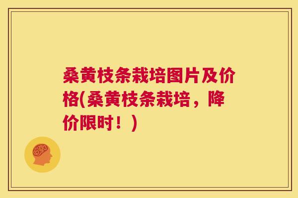 桑黄枝条栽培图片及价格(桑黄枝条栽培，降价限时！)