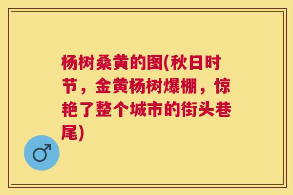杨树桑黄的图(秋日时节,金黄杨树爆棚,惊艳了整个城市的街头巷尾) 杨树桑黄的图(秋日时节,金黄杨树爆棚,惊艳了整个城市的街头巷尾)