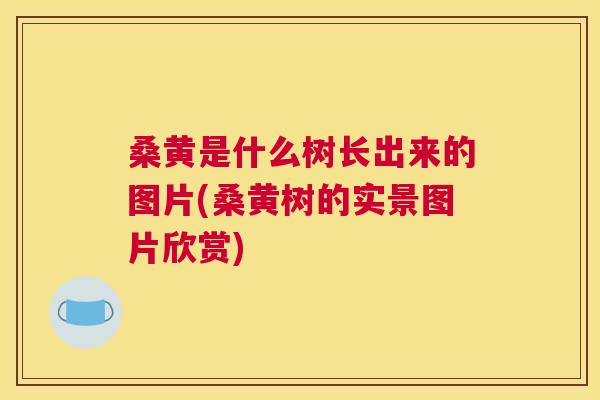 桑黄是什么树长出来的图片(桑黄树的实景图片欣赏) 桑黄是什么树长出来的图片(桑黄树的实景图片欣赏)