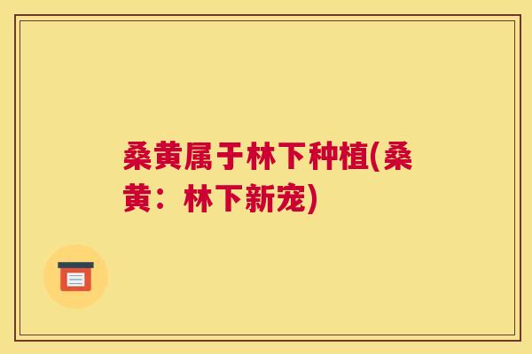 桑黄属于林下种植(桑黄:林下新宠) 桑黄属于林下种植(桑黄:林下新宠)