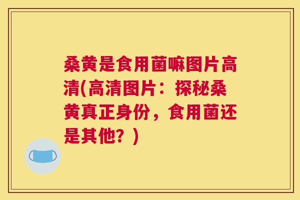 桑黄是食用菌嘛图片高清(高清图片：探秘桑黄真正身份，食用菌还是其他？)