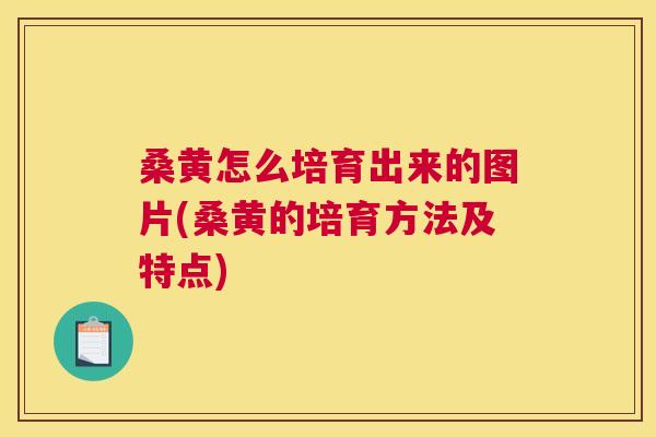 桑黄怎么培育出来的图片(桑黄的培育方法及特点)