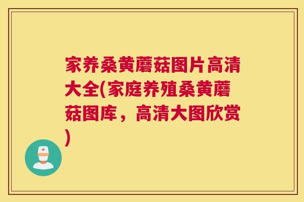 家养桑黄蘑菇图片高清大全(家庭养殖桑黄蘑菇图库，高清大图欣赏)