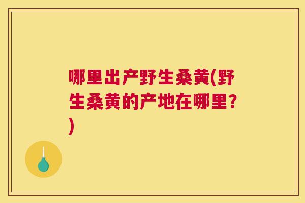 哪里出产野生桑黄(野生桑黄的产地在哪里？)