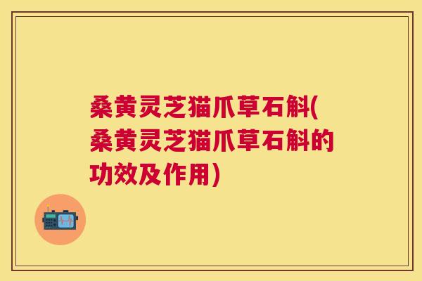 桑黄灵芝猫爪草石斛(桑黄灵芝猫爪草石斛的功效及作用)