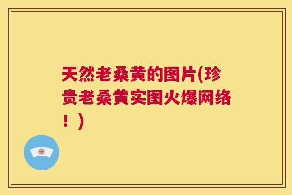 天然老桑黄的图片(珍贵老桑黄实图火爆网络！)