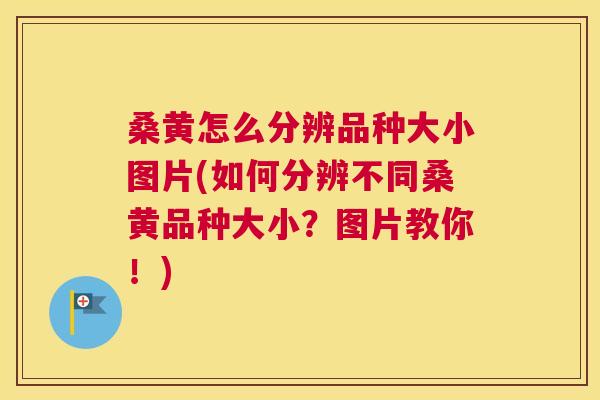 桑黄怎么分辨品种大小图片(如何分辨不同桑黄品种大小？图片教你！)