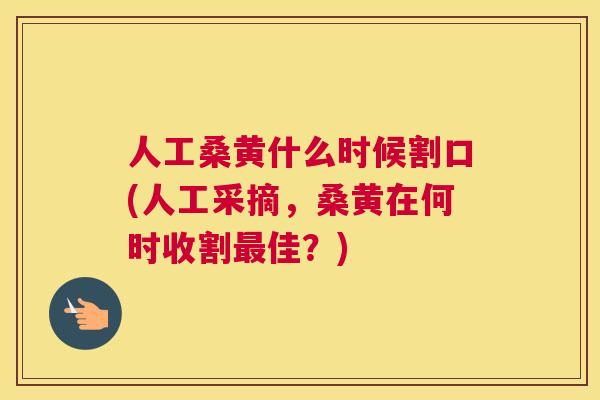 人工桑黄什么时候割口(人工采摘，桑黄在何时收割佳？)