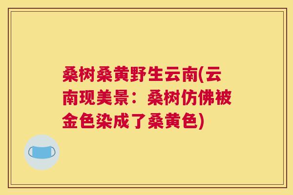 桑树桑黄野生云南(云南现美景：桑树仿佛被金色染成了桑黄色)