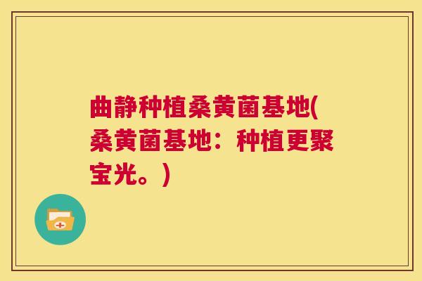 曲静种植桑黄菌基地(桑黄菌基地：种植更聚宝光。)