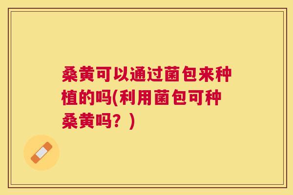 桑黄可以通过菌包来种植的吗(利用菌包可种桑黄吗？)