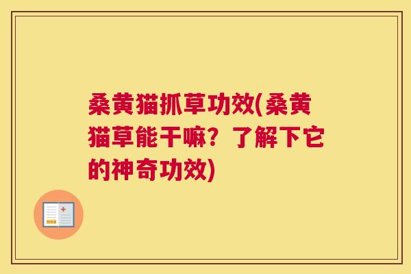 桑黄猫抓草功效(桑黄猫草能干嘛？了解下它的神奇功效)