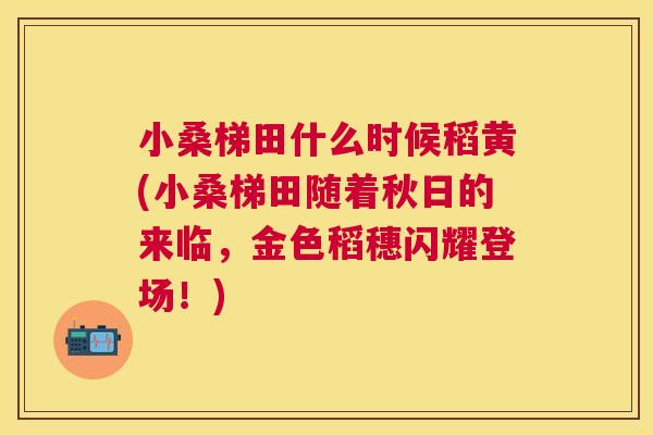 小桑梯田什么时候稻黄(小桑梯田随着秋日的来临，金色稻穗闪耀登场！)