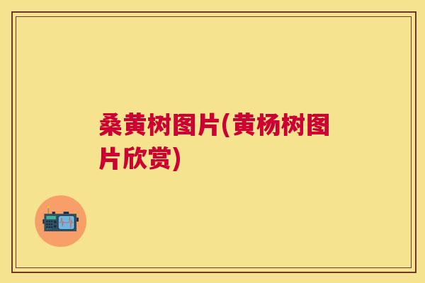 桑黄树图片(黄杨树图片欣赏)