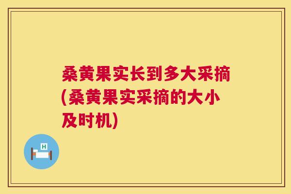 桑黄果实长到多大采摘(桑黄果实采摘的大小及时机)