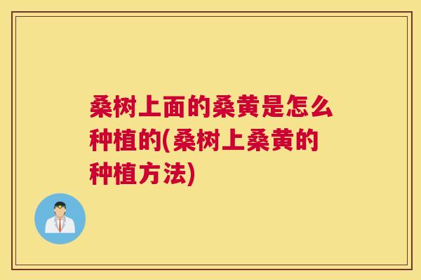 桑树上面的桑黄是怎么种植的(桑树上桑黄的种植方法) 桑树上面的桑黄是怎么种植的(桑树上桑黄的种植方法)