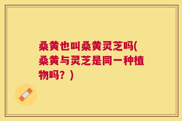 桑黄也叫桑黄灵芝吗(桑黄与灵芝是同一种植物吗？)
