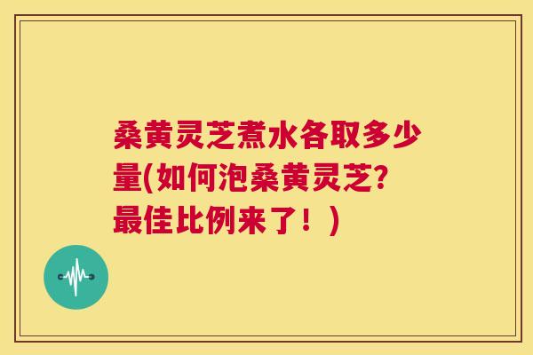 桑黄灵芝煮水各取多少量(如何泡桑黄灵芝？佳比例来了！)