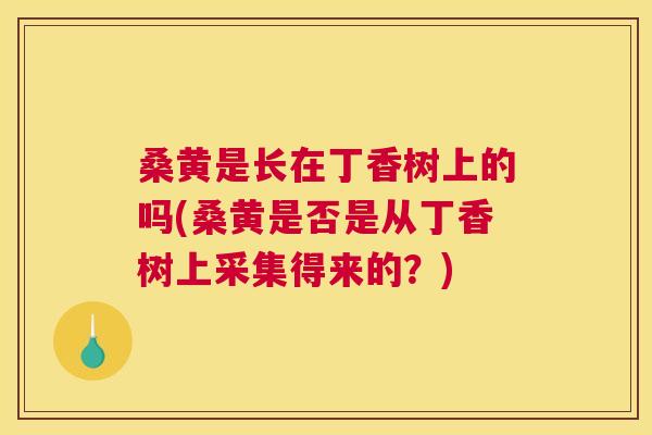 桑黄是长在丁香树上的吗(桑黄是否是从丁香树上采集得来的？)