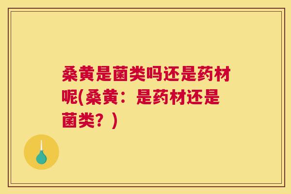 桑黄是菌类吗还是药材呢(桑黄：是药材还是菌类？)