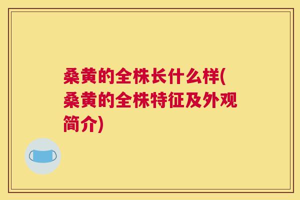 桑黄的全株长什么样(桑黄的全株特征及外观简介)