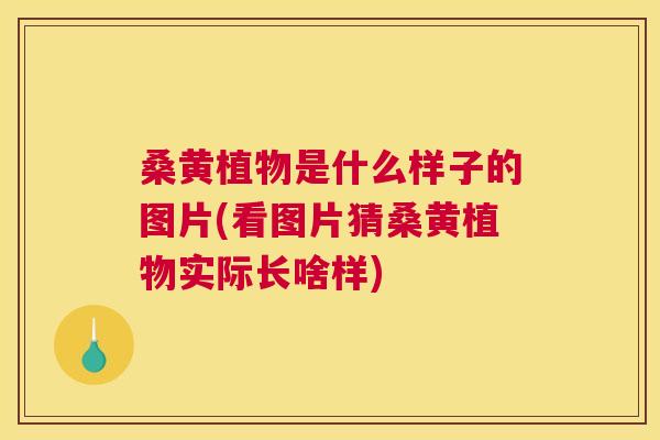 桑黄植物是什么样子的图片(看图片猜桑黄植物实际长啥样)