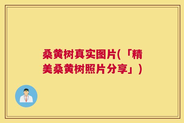 桑黄树真实图片(「精美桑黄树照片分享」)