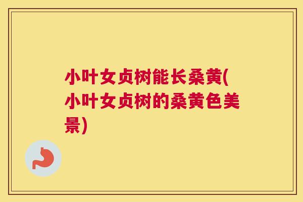 小叶女贞树能长桑黄(小叶女贞树的桑黄色美景)