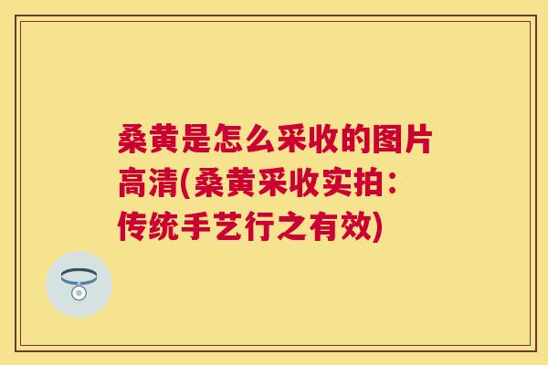 桑黄是怎么采收的图片高清(桑黄采收实拍：传统手艺行之有效)