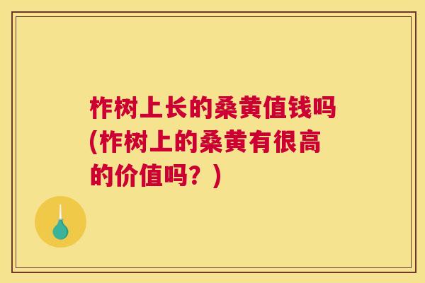 柞树上长的桑黄值钱吗(柞树上的桑黄有很高的价值吗？)
