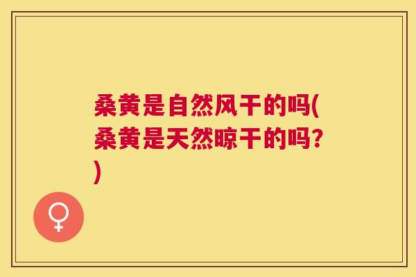 桑黄是自然风干的吗(桑黄是天然晾干的吗？)