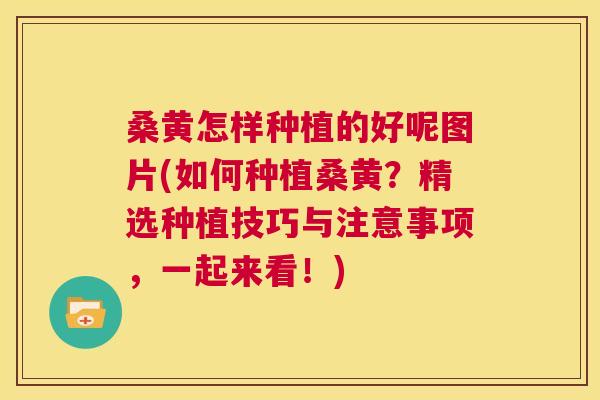 桑黄怎样种植的好呢图片(如何种植桑黄？精选种植技巧与注意事项，一起来看！)
