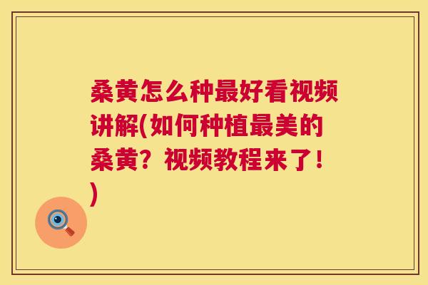 桑黄怎么种好看视频讲解(如何种植美的桑黄？视频教程来了！)