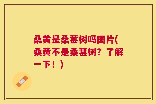 桑黄是桑葚树吗图片(桑黄不是桑葚树？了解一下！)