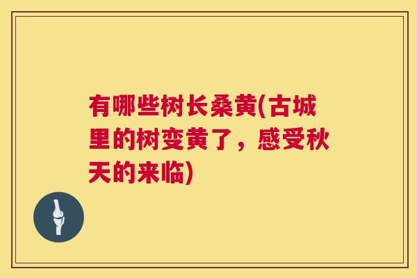 有哪些树长桑黄(古城里的树变黄了，感受秋天的来临)